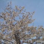 京都の桜！子供連れなら梅小路公園＆京都水族館